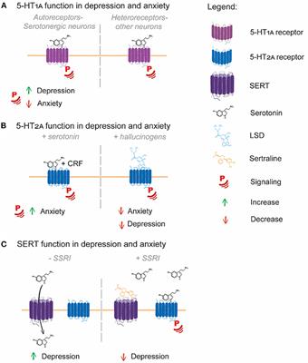 Serotonin Receptor and Transporter Endocytosis Is an Important Factor in the Cellular Basis of Depression and Anxiety